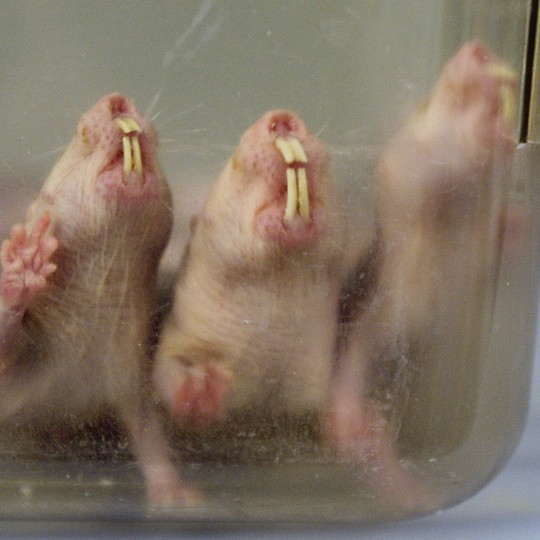 Naked mouse.com the Behavioral plasticity
