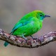 A bright-green blue-winged leafbird of Southeast Asia rests on a branch.