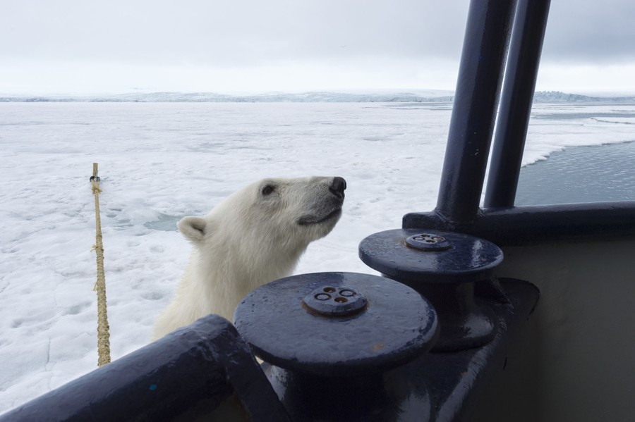 A polar bear, standing on ice, tries to climb onto a ship.