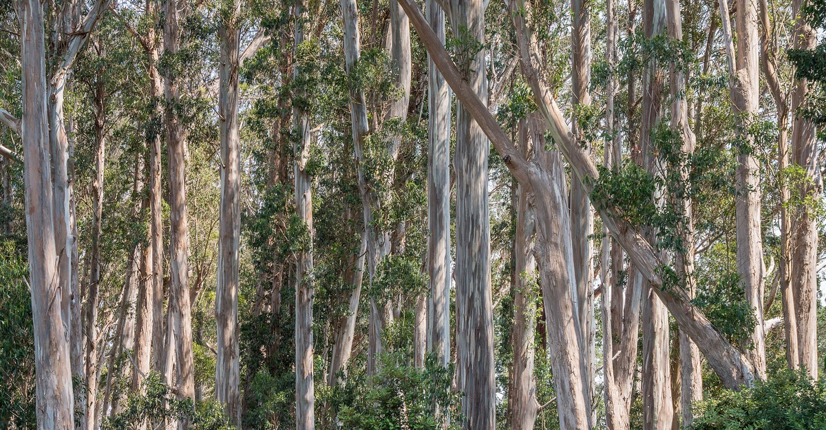 The Bay Area's Great Eucalyptus Debate - The Atlantic