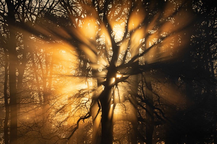 Winners of the British Wildlife Photography Awards 2026 - The Atlantic