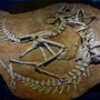 Fossils of two Ornithomimidae dinosaurs