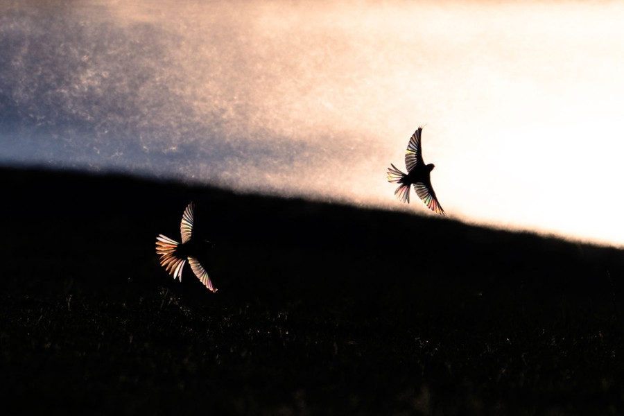 Winners of the GDT Nature Photographer of the Year 2024 The Atlantic