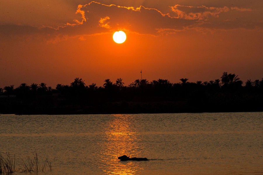 A buffalo swims in a river at sunset.