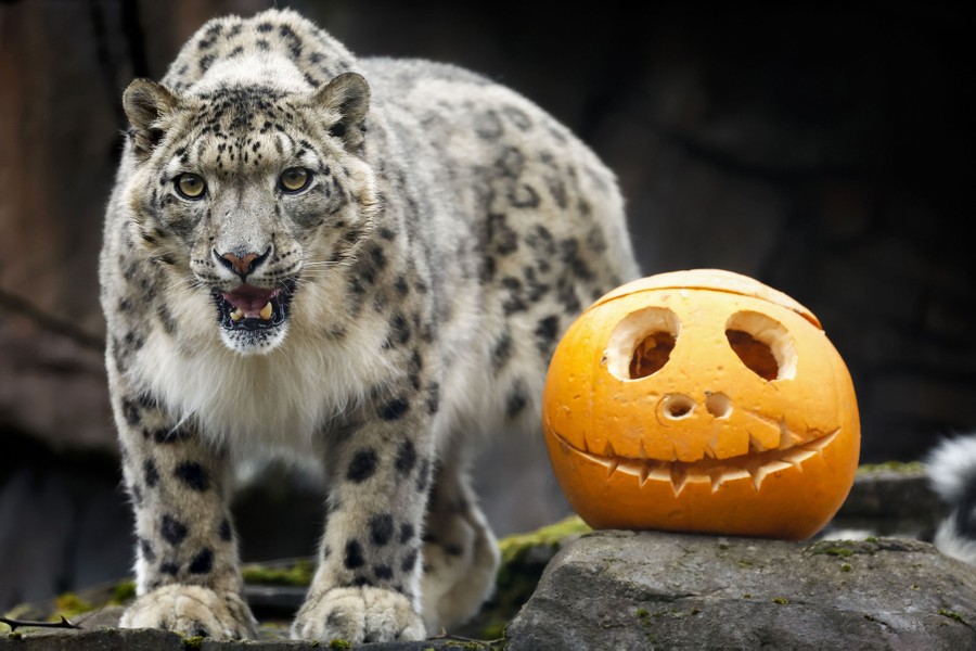 A snow leopard in a zoo enclosure stands beside a Jack O'Lantern.