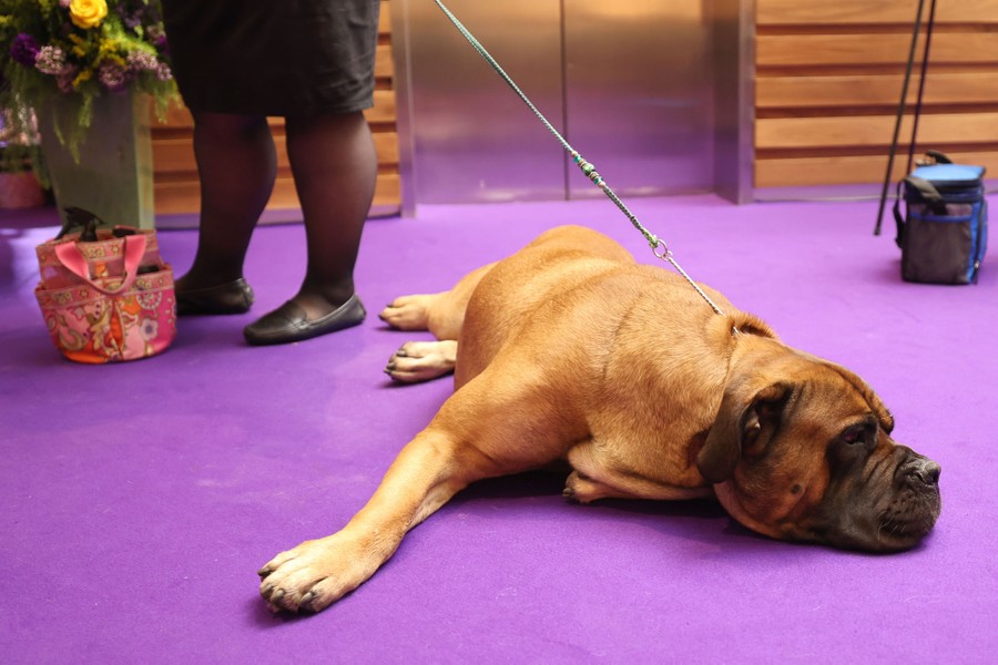 A dog lies on the ground next to its handler.