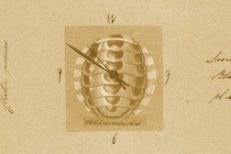 A clock in the shape of a chiton shell