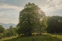 A European beech tree on a hill in a lush green countryside