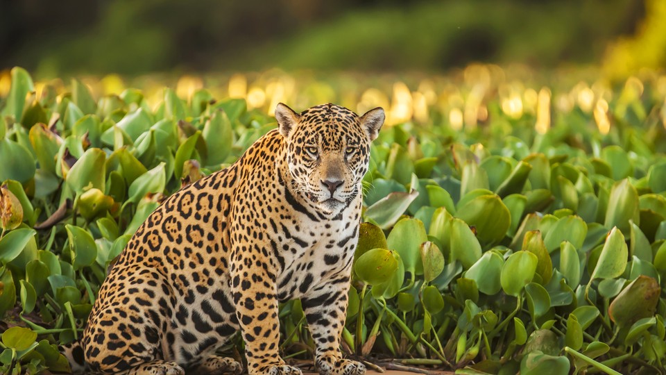 Meet El Jefe The Only Known Jaguar Living In The United States The Atlantic