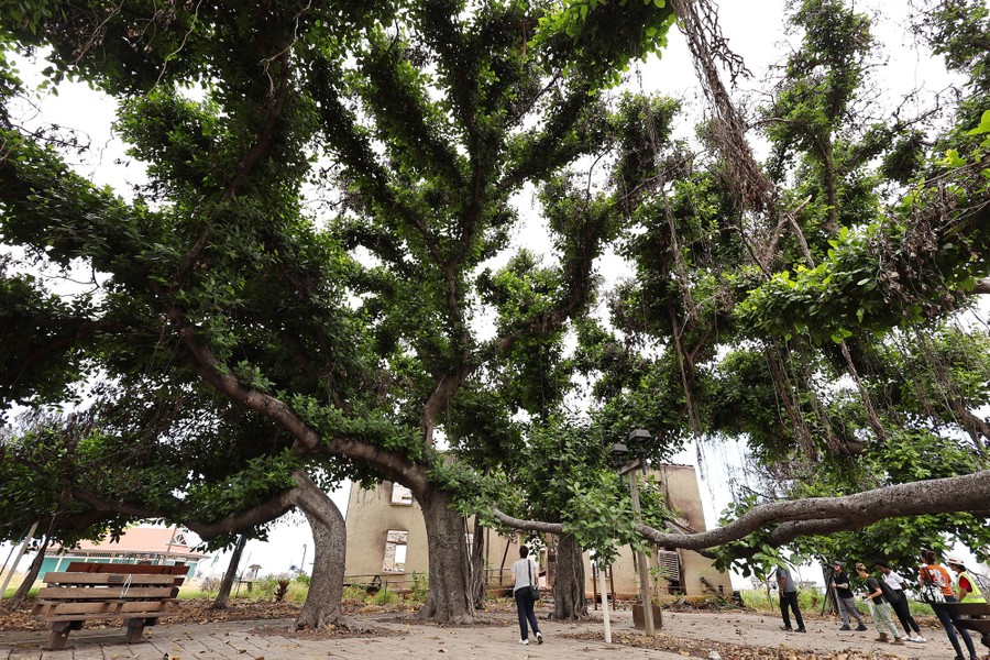 A wide view of a banyan tree with many leaves and broadly reaching branches.