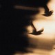 Distorted images of birds in flight