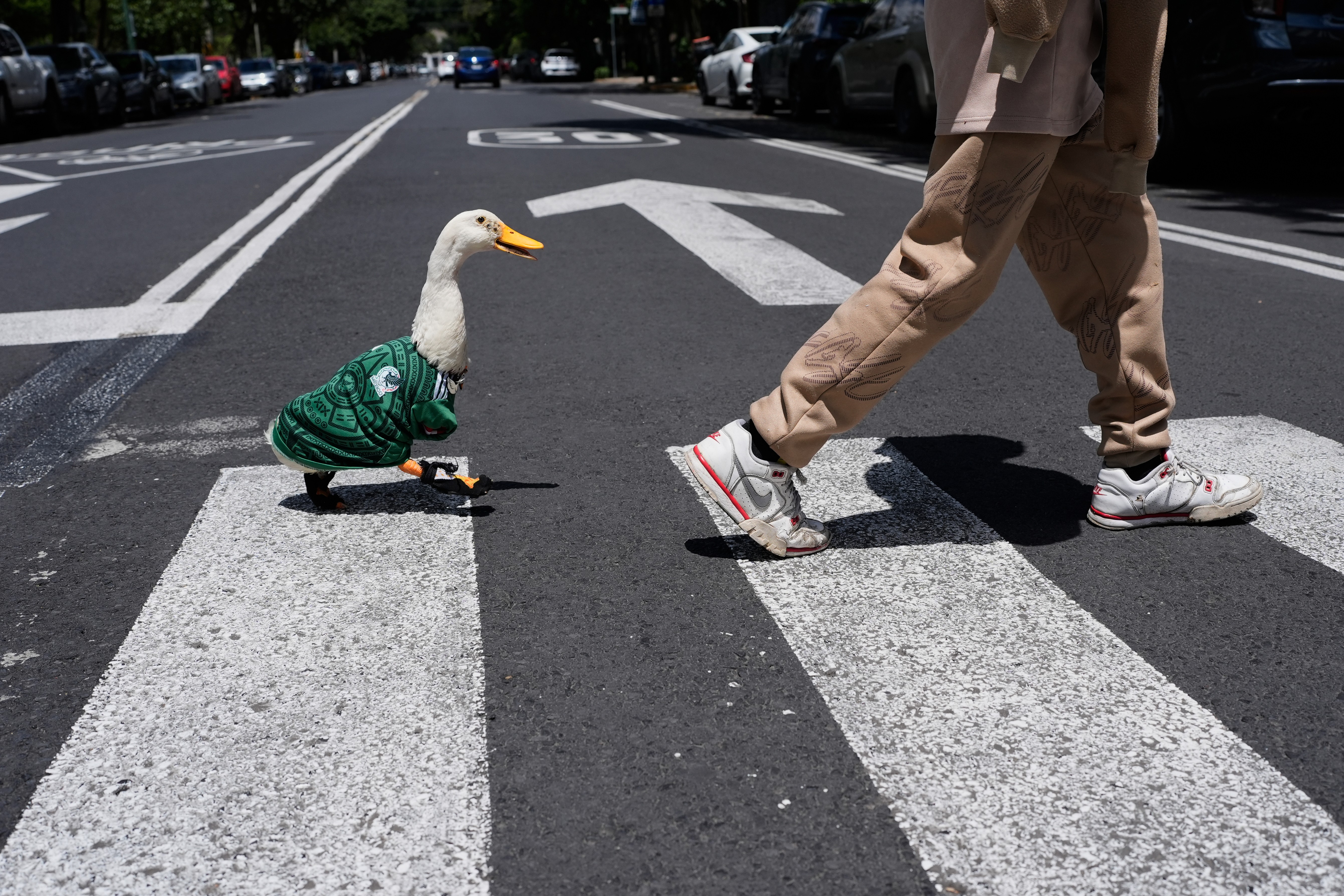 A duck, dressed in a Mexican national soccer team jersey, follows his caretaker as they cross a city street.