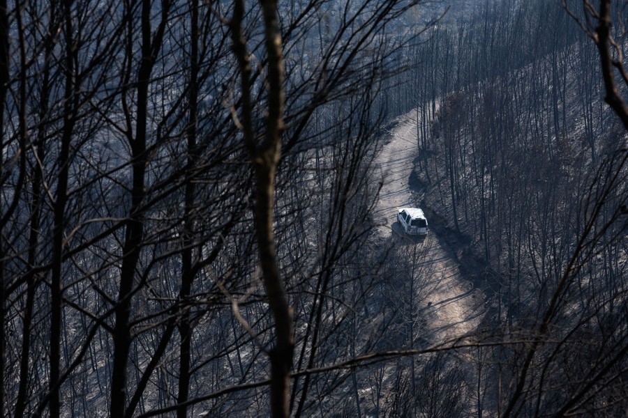 A car drives through a recently burned wooded area.
