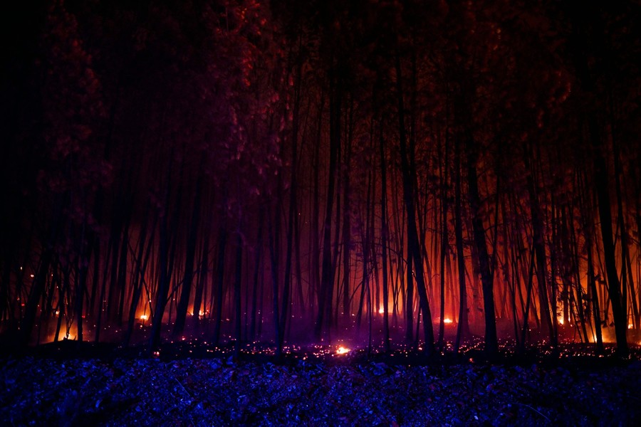 A view into a burned forest at night, with embers glowing on the ground