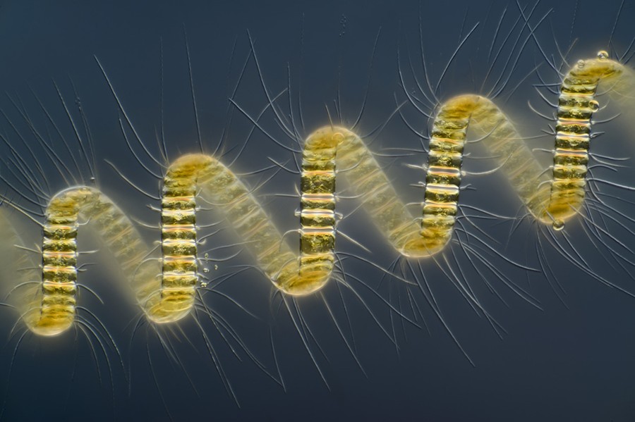 Nikon Small World 2013 - The Atlantic