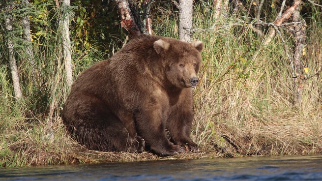 A very large bear sits by the water