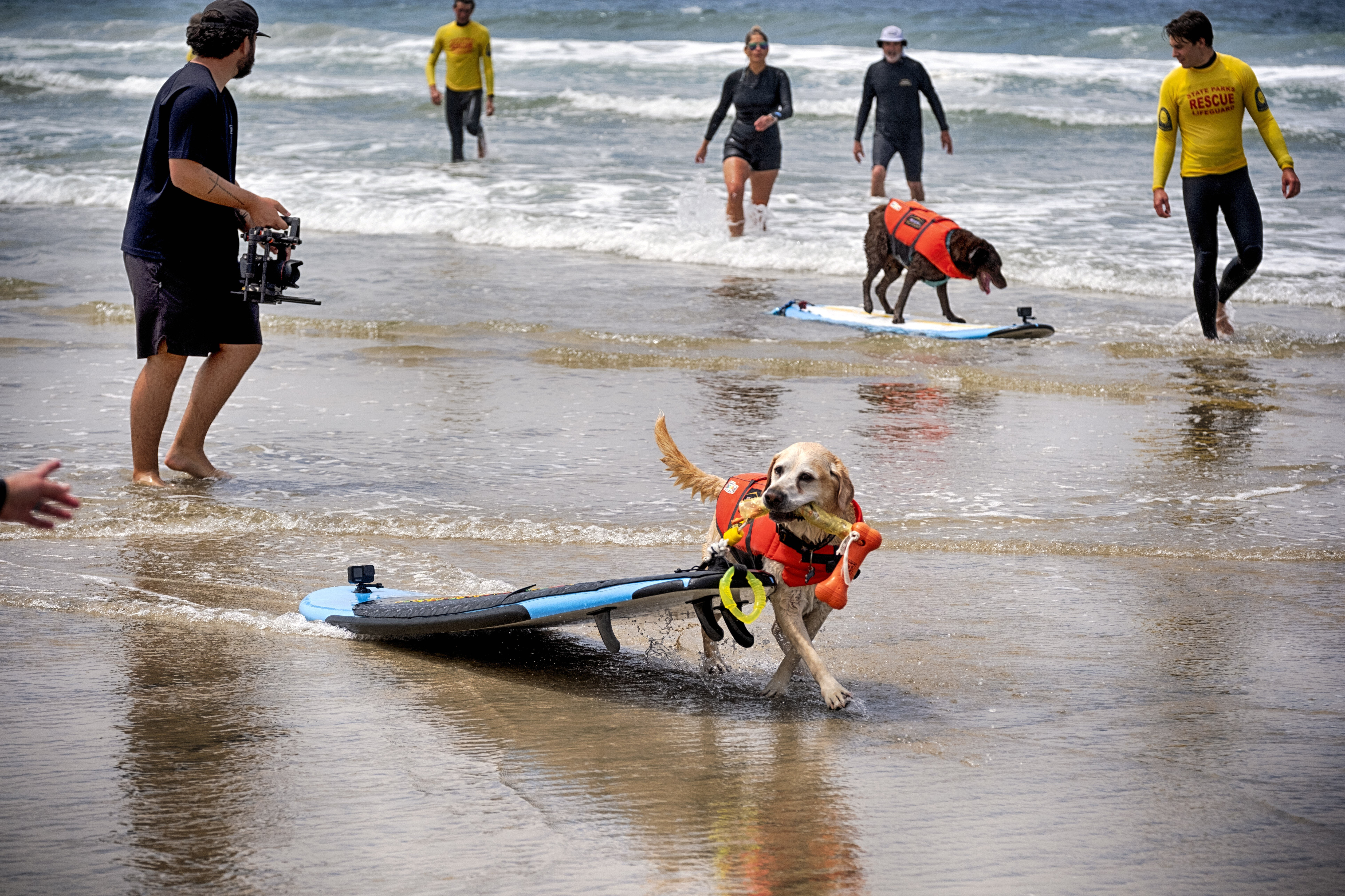 A dog pulls his surfboard away from the surf.