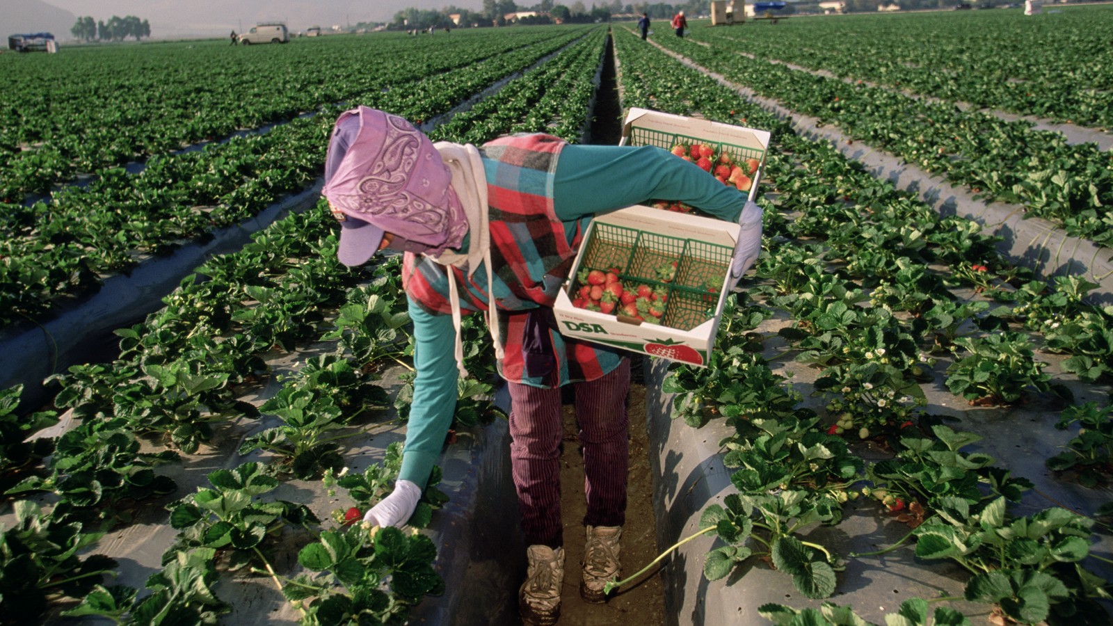 In the Strawberry Fields - The Atlantic