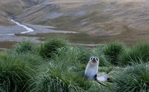 fur seal nestled in lush vegetation in Antarctica