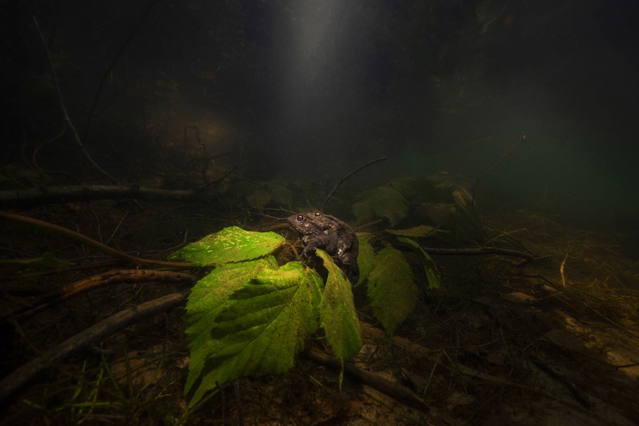 A pair of mating toads are seen on a branch underwater.