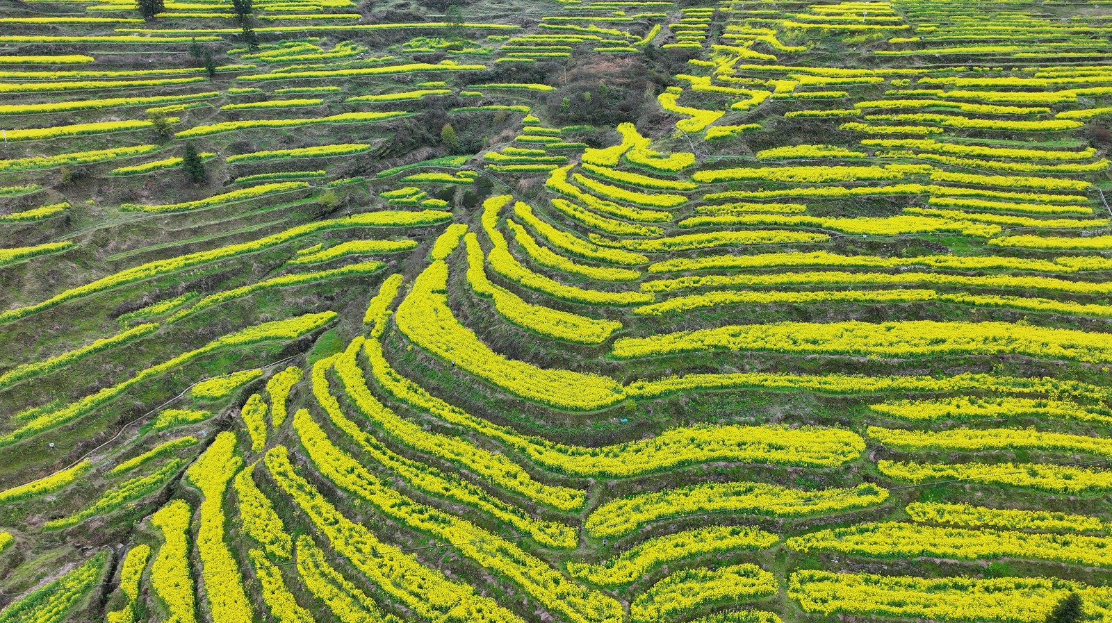An aerial view of terraced fields covered in blooming flowers