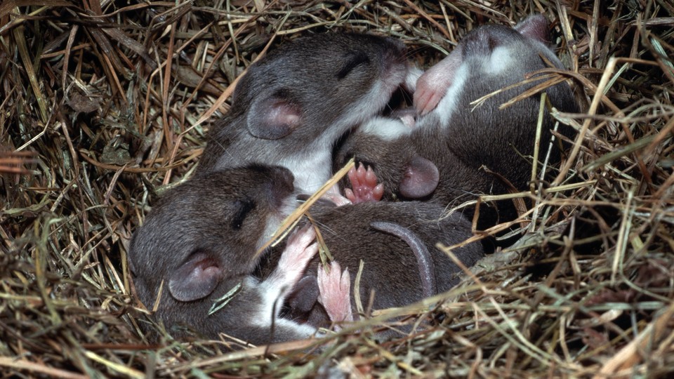 Four mice sleeping in a nest 