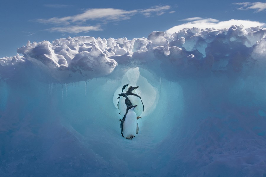 Several young penguins shelter in a small tunnel in an iceberg.