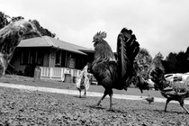 feral chickens in Hawaii
