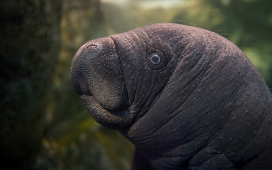 A baby manatee swims in a tank at the Zoological Parc of Beauval in in Saint-Aignan, France, on March 15, 2017, 11 days after his birth.