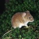 Color photo of an arctic vole resting on small tundra plants