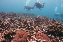 Divers swim over a bed of dead corals.