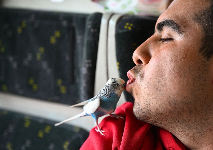 A person gives a gentle kiss to a small bird on his shoulder.