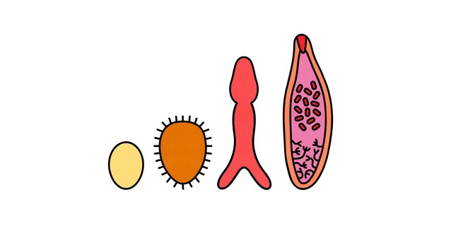 Different stages of trematode life