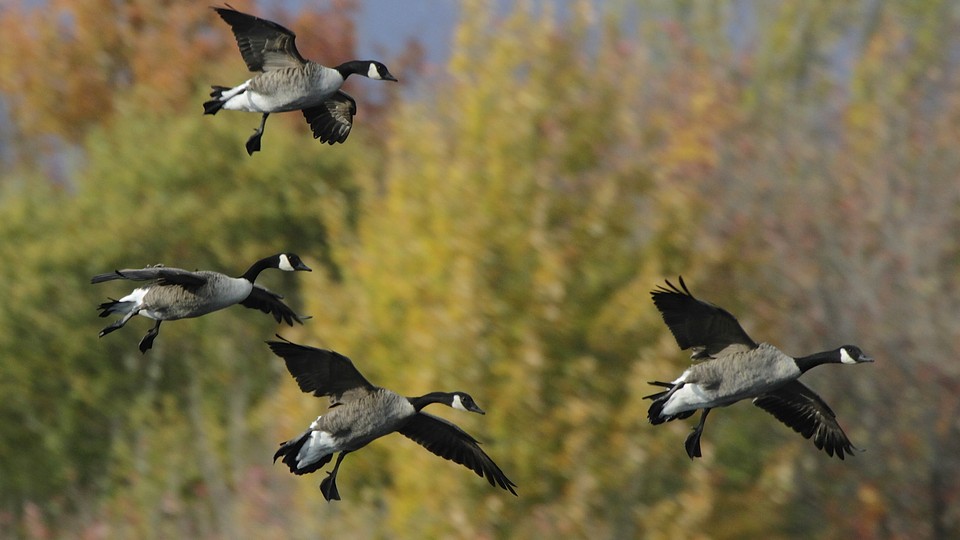 Canada geese hotsell fall migration