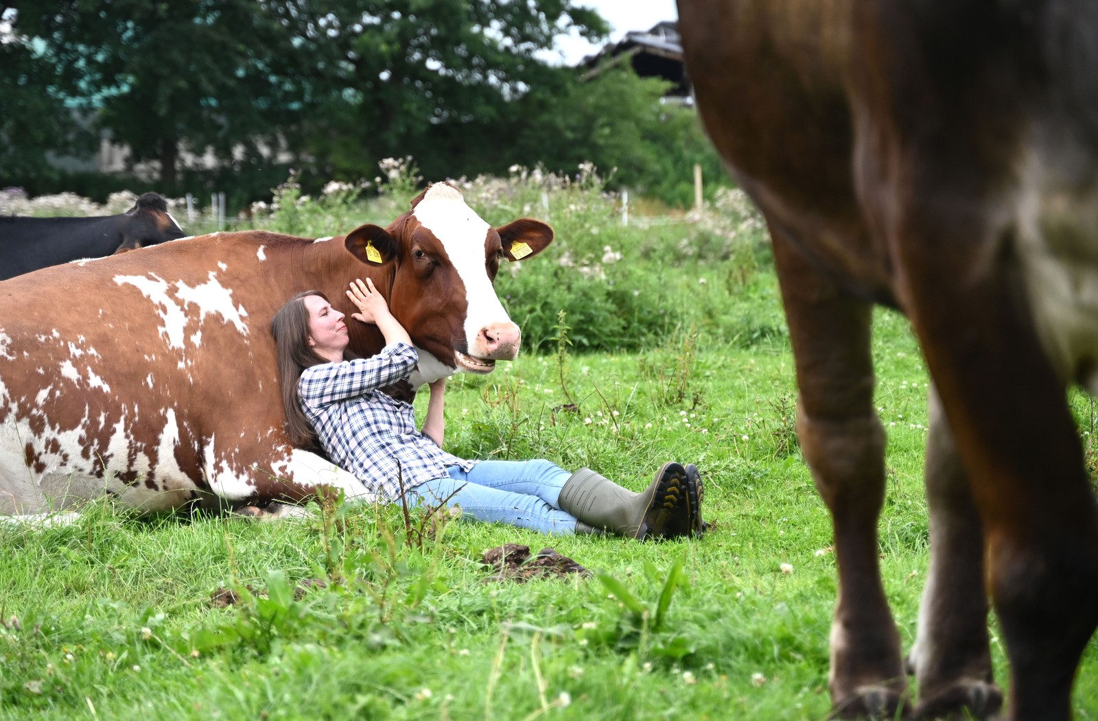 A woman sits on the ground, leaning against a resting cow.