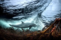 A bottlenose dolphin swims beneath a crashing wave.