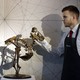 A dodo skeleton displayed by an employee of Christie's auction house.