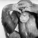 a chimpanzee covering its eyes