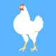 a chicken's breast inflate; and deflates; its things muscle up and then deflate