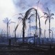 Burned trees amid a smoking landscaoe
