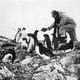 A man feeds a group of penguins.