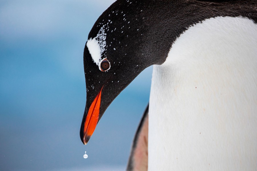 The 2020 Audubon Photography Awards - The Atlantic