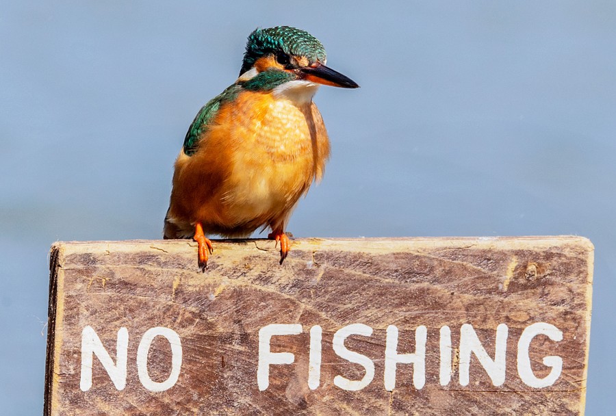 A kingfisher perches on a "No Fishing" sign.