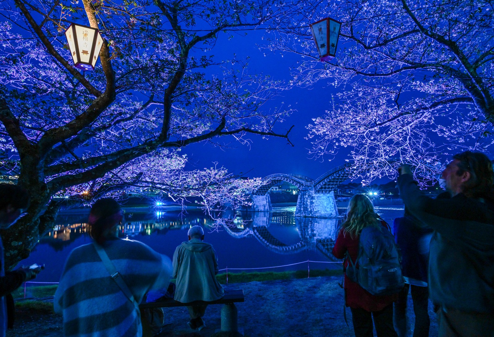 People look at an illuminated bridge and cherry trees at night.