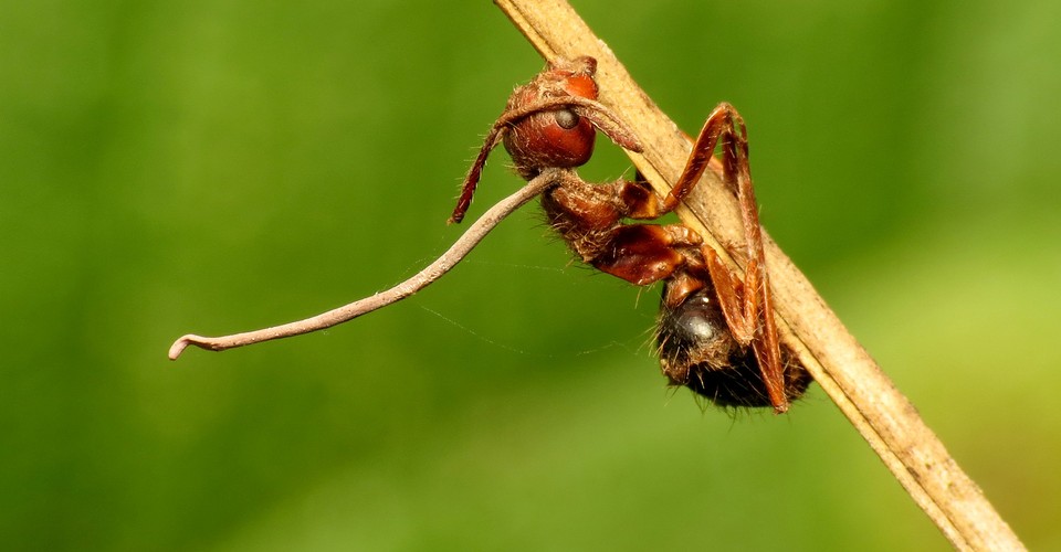 The Zombie Fungus Takes Over Ants’ Bodies to Control Their Minds The