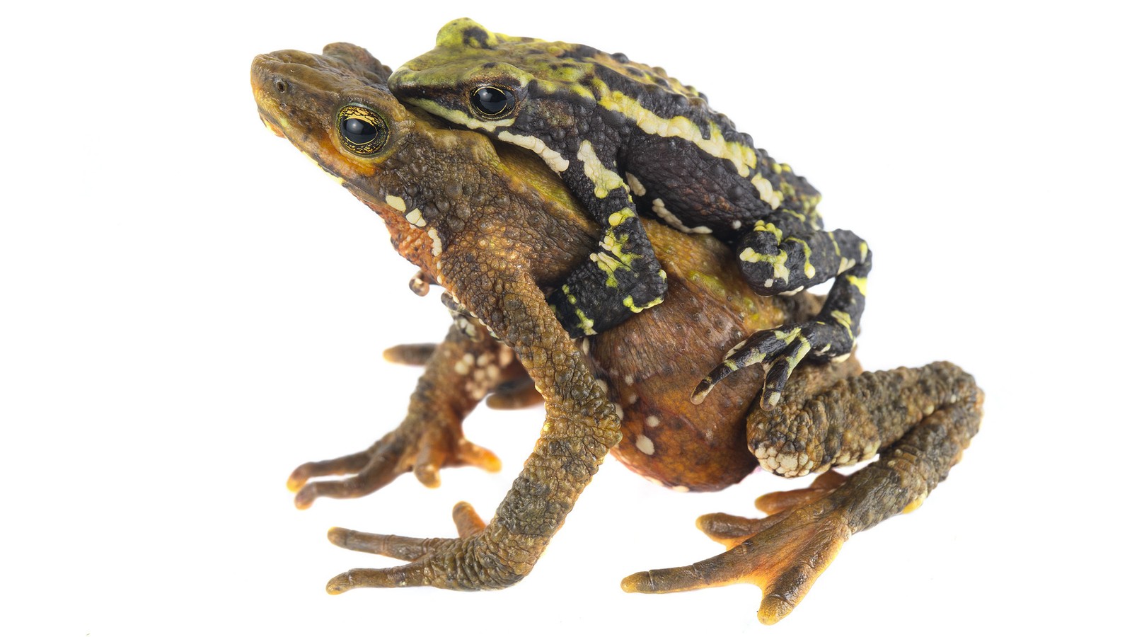 toad froglets