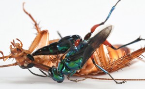 An emerald cockroach wasp stings a cockroach in the brain.