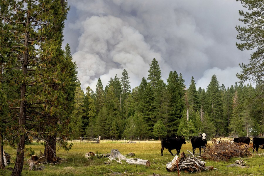 Cows graze as smoke rises in the distance behind them.