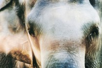 Close-up of Happy the Elephant's face