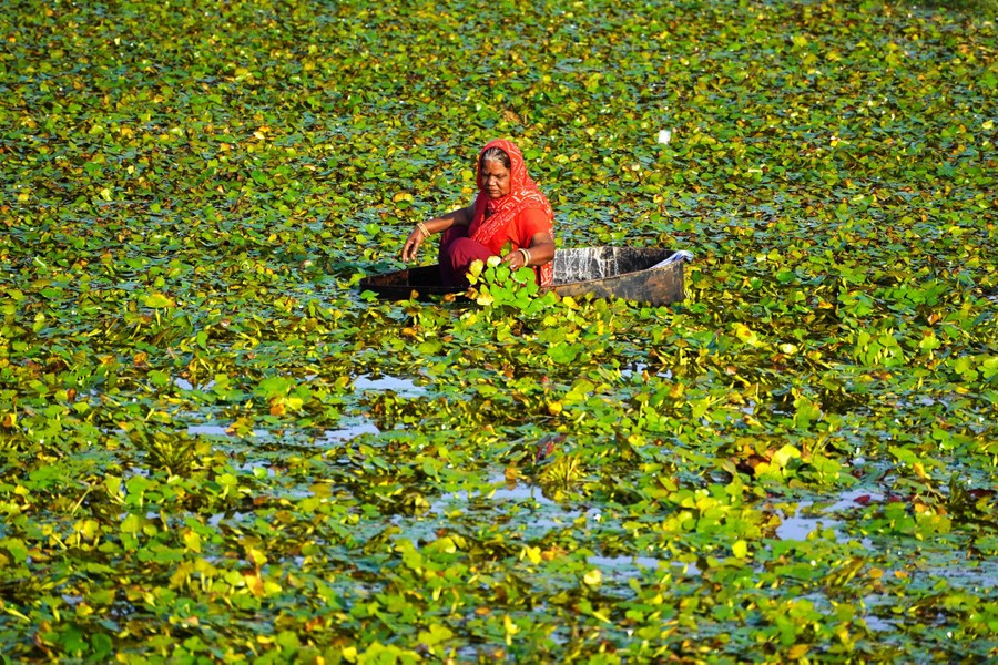 A person in a very small floating container collects water chestnuts from floating plants.